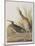 Illustration from 'Birds of America', 1827-38-John James Audubon-Mounted Giclee Print