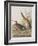 Illustration from 'Birds of America', 1827-38-John James Audubon-Framed Giclee Print