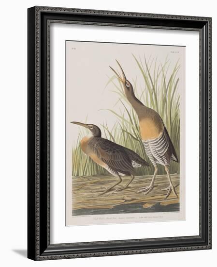 Illustration from 'Birds of America', 1827-38-John James Audubon-Framed Giclee Print