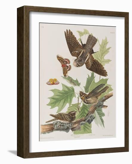 Illustration from 'Birds of America', 1827-38-John James Audubon-Framed Giclee Print