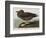 Illustration from 'Birds of America', 1827-38-John James Audubon-Framed Giclee Print