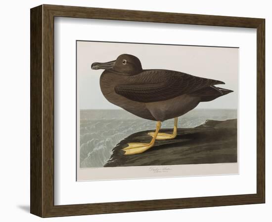 Illustration from 'Birds of America', 1827-38-John James Audubon-Framed Giclee Print