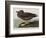 Illustration from 'Birds of America', 1827-38-John James Audubon-Framed Giclee Print