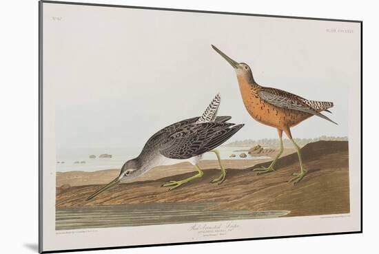 Illustration from 'Birds of America', 1827-38-John James Audubon-Mounted Giclee Print