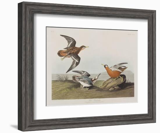 Illustration from 'Birds of America', 1827-38-John James Audubon-Framed Giclee Print