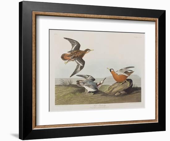 Illustration from 'Birds of America', 1827-38-John James Audubon-Framed Giclee Print