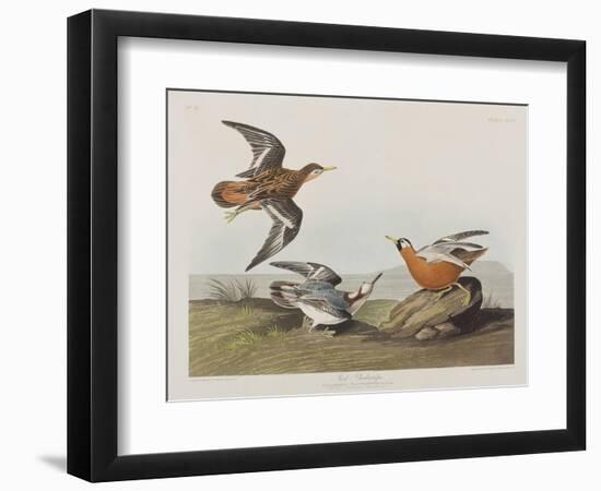 Illustration from 'Birds of America', 1827-38-John James Audubon-Framed Giclee Print