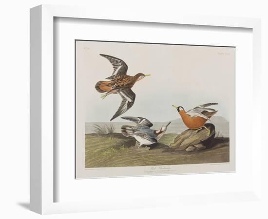 Illustration from 'Birds of America', 1827-38-John James Audubon-Framed Giclee Print