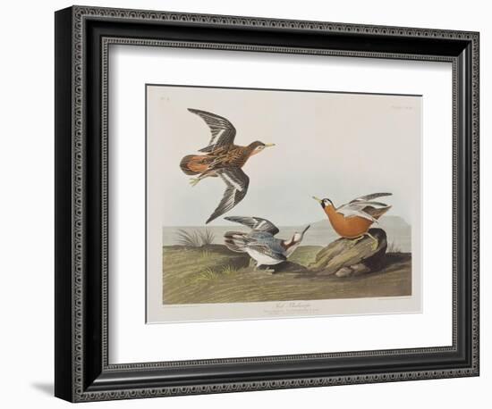 Illustration from 'Birds of America', 1827-38-John James Audubon-Framed Giclee Print