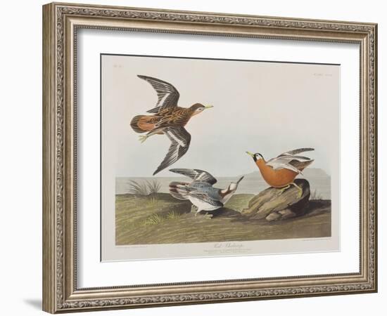 Illustration from 'Birds of America', 1827-38-John James Audubon-Framed Giclee Print