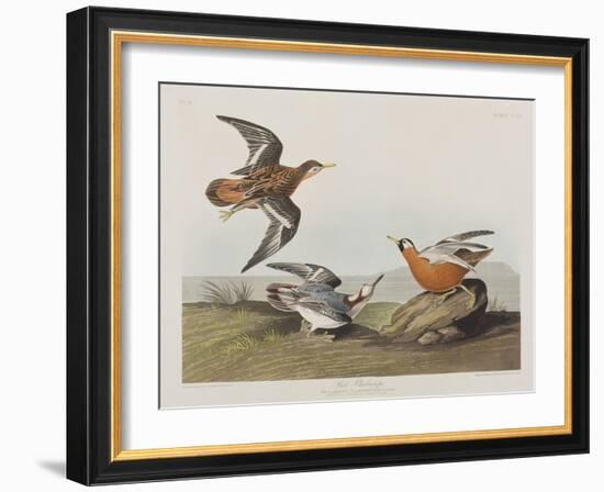 Illustration from 'Birds of America', 1827-38-John James Audubon-Framed Giclee Print