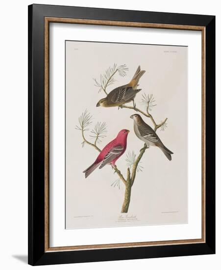 Illustration from 'Birds of America', 1827-38-John James Audubon-Framed Giclee Print