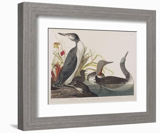 Illustration from 'Birds of America', 1827-38-John James Audubon-Framed Giclee Print