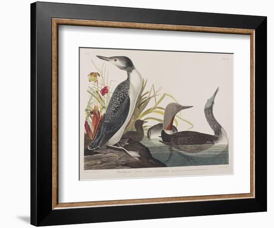 Illustration from 'Birds of America', 1827-38-John James Audubon-Framed Giclee Print