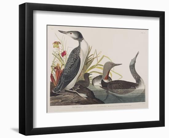 Illustration from 'Birds of America', 1827-38-John James Audubon-Framed Giclee Print