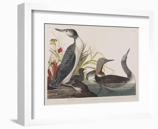 Illustration from 'Birds of America', 1827-38-John James Audubon-Framed Giclee Print