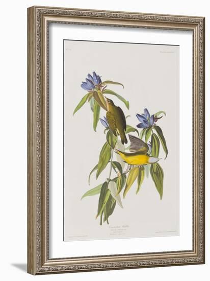 Illustration from 'Birds of America', 1827-38-John James Audubon-Framed Giclee Print