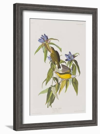 Illustration from 'Birds of America', 1827-38-John James Audubon-Framed Giclee Print