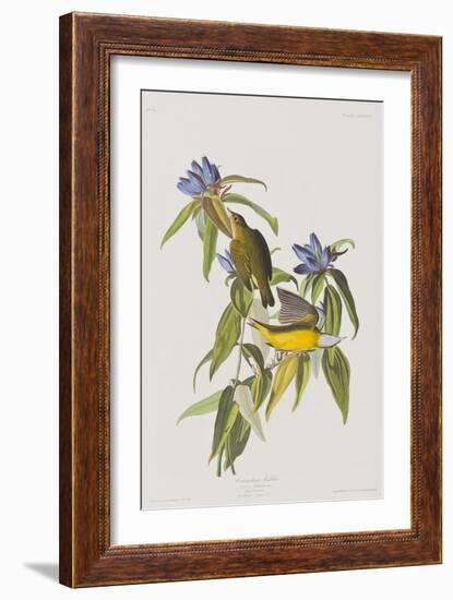 Illustration from 'Birds of America', 1827-38-John James Audubon-Framed Giclee Print