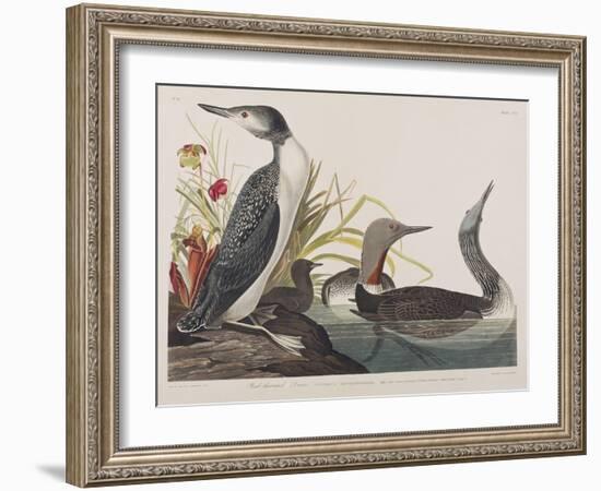 Illustration from 'Birds of America', 1827-38-John James Audubon-Framed Giclee Print