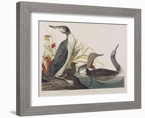 Illustration from 'Birds of America', 1827-38-John James Audubon-Framed Giclee Print