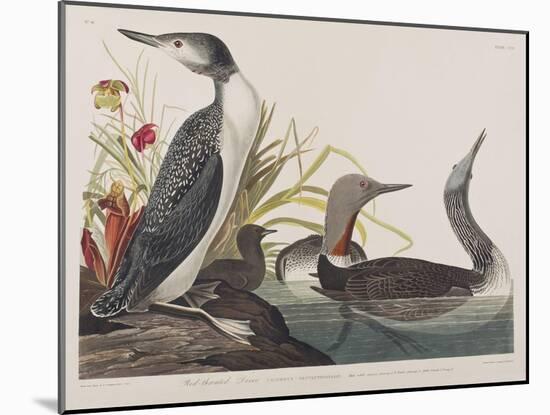 Illustration from 'Birds of America', 1827-38-John James Audubon-Mounted Giclee Print