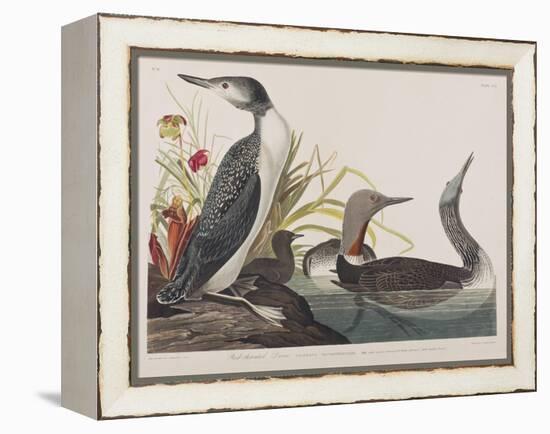 Illustration from 'Birds of America', 1827-38-John James Audubon-Framed Premier Image Canvas