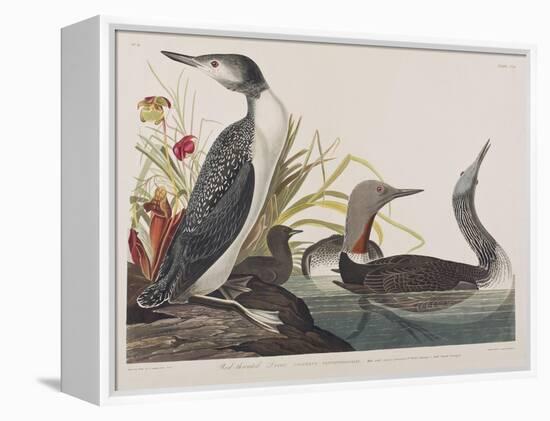 Illustration from 'Birds of America', 1827-38-John James Audubon-Framed Premier Image Canvas