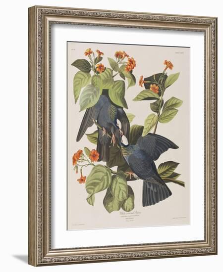 Illustration from 'Birds of America', 1827-38-John James Audubon-Framed Giclee Print