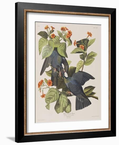 Illustration from 'Birds of America', 1827-38-John James Audubon-Framed Giclee Print