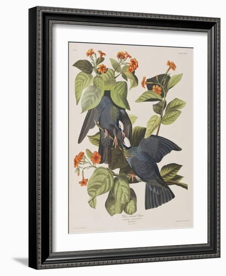 Illustration from 'Birds of America', 1827-38-John James Audubon-Framed Giclee Print