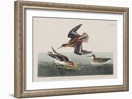 Illustration from 'Birds of America', 1827-38-John James Audubon-Framed Giclee Print