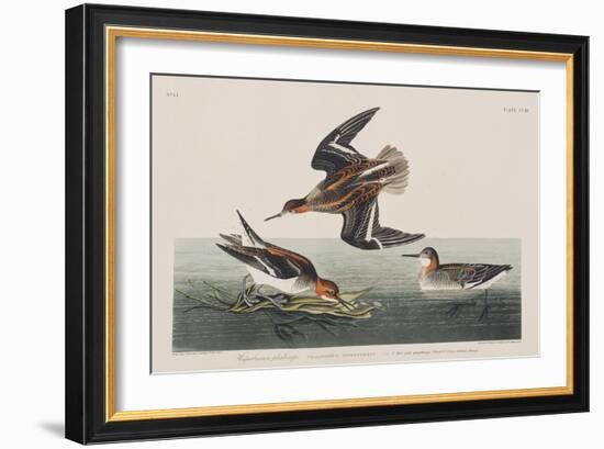 Illustration from 'Birds of America', 1827-38-John James Audubon-Framed Giclee Print