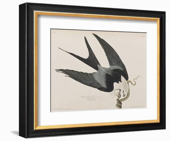 Illustration from 'Birds of America', 1827-38-John James Audubon-Framed Giclee Print