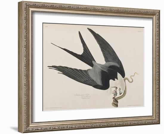 Illustration from 'Birds of America', 1827-38-John James Audubon-Framed Giclee Print