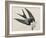 Illustration from 'Birds of America', 1827-38-John James Audubon-Framed Giclee Print