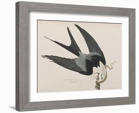 Illustration from 'Birds of America', 1827-38-John James Audubon-Framed Giclee Print