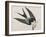 Illustration from 'Birds of America', 1827-38-John James Audubon-Framed Giclee Print