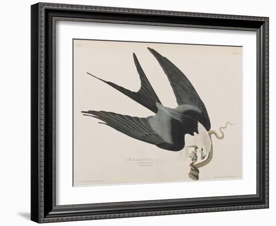 Illustration from 'Birds of America', 1827-38-John James Audubon-Framed Giclee Print