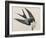 Illustration from 'Birds of America', 1827-38-John James Audubon-Framed Giclee Print