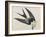 Illustration from 'Birds of America', 1827-38-John James Audubon-Framed Giclee Print