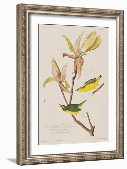 Illustration from 'Birds of America', 1827-38-John James Audubon-Framed Giclee Print