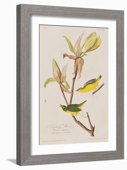 Illustration from 'Birds of America', 1827-38-John James Audubon-Framed Giclee Print