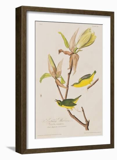 Illustration from 'Birds of America', 1827-38-John James Audubon-Framed Giclee Print