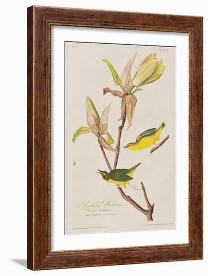 Illustration from 'Birds of America', 1827-38-John James Audubon-Framed Giclee Print