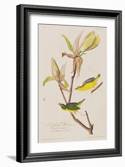 Illustration from 'Birds of America', 1827-38-John James Audubon-Framed Giclee Print