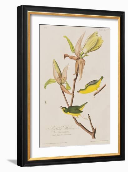 Illustration from 'Birds of America', 1827-38-John James Audubon-Framed Giclee Print