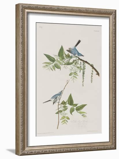 Illustration from 'Birds of America', 1827-38-John James Audubon-Framed Giclee Print