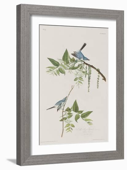 Illustration from 'Birds of America', 1827-38-John James Audubon-Framed Giclee Print