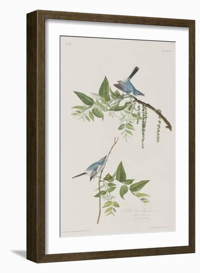 Illustration from 'Birds of America', 1827-38-John James Audubon-Framed Giclee Print